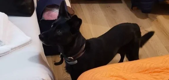 Salvato dalle fiamme dalla sua cagnolina